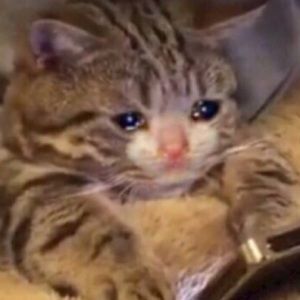 Meet your Posher, Robert